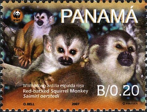Central American Squirrel Monkey (Saimiri oerstedii)