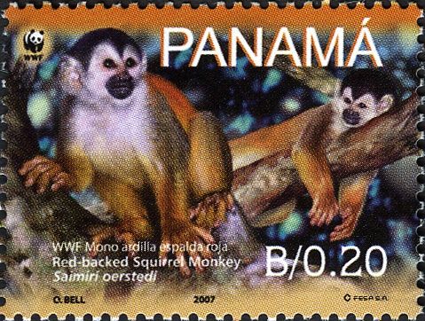 Central American Squirrel Monkey (Saimiri oerstedii)