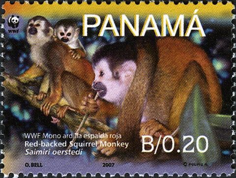 Central American Squirrel Monkey (Saimiri oerstedii)