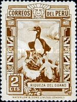 Guanay Cormorant (Leucocarbo bougainvillii)