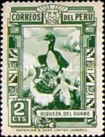Guanay Cormorant (Leucocarbo bougainvillii)