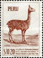 Vicugna (Vicugna vicugna)