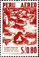 Guanay Cormorant (Leucocarbo bougainvillii)