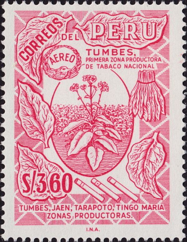 Tobacco-Plant of Tumbes