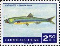 Anchovy (Engraulis ringens)
