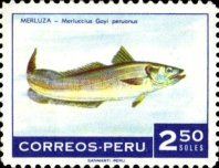 South Pacific Hake (Merluccius gayi)