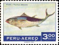 Yellowfin Tuna (Thunnus albacares)