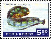 Atlantic Wolffisch (Anarhichas lupus)