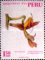 Gongora portentosa
