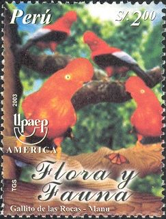 Andean Cock-of-the-rock (Rupicola peruviana)