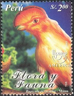 Andean Cock-of-the-rock (Rupicola peruviana)