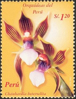 Chaubardia heteroclita
