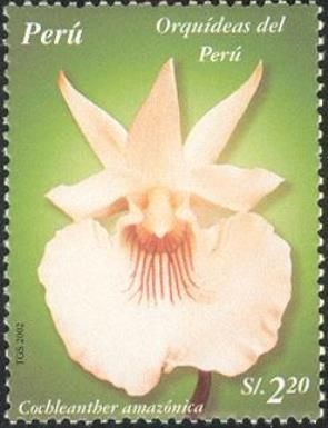 Cochleanther amazonica