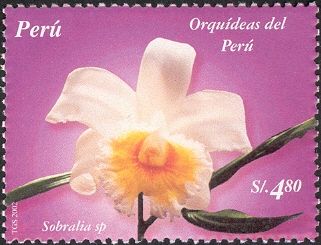 Sobralia sp.