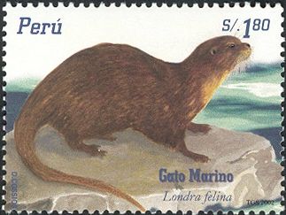 Sea Cat (Lutra felina)