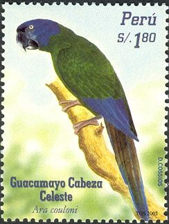 Blue-headed Macaw (Ara couloni)