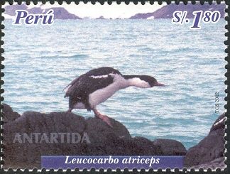 Antarctic Shag (Leucocarbo atriceps)