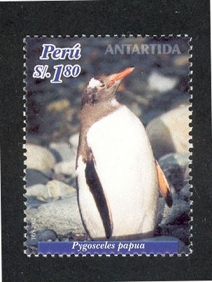Gentoo Penguin (Pygoscelis papua)