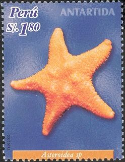 Starfish (Asteroidea sp.)