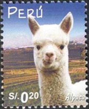 Alpaca (Lama pacos)