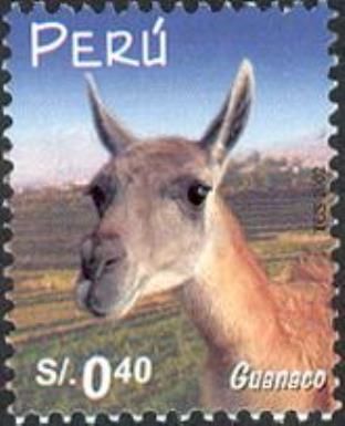 Guanaco (Lama guanicoe)