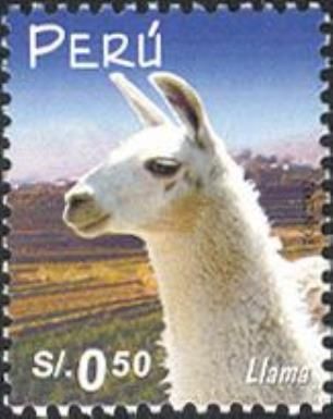 Llama (Llama glama)