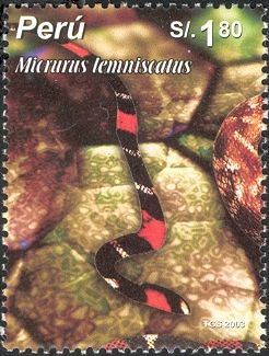 South American Coral Snake (Micrurus lemniscatus)