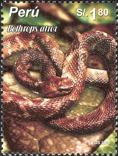 Common Lancehead (Bothrops atrox)