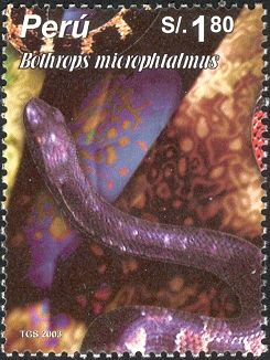 Small-eyed Toad-headed Pitviper (Bothrops microphtalmus)