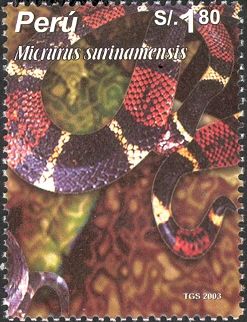 Aquatic Coral Snake (Micrurus surinamensis)
