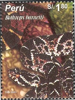 Barnett's Lancehead (Bothrops barnetti)