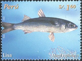 Flathead Grey Mullet (Mugil cephalus)