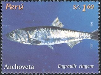 Anchovy (Engraulis ringens)