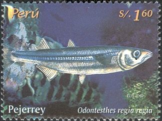 Sea Silverside (Odontesthes regia regia)