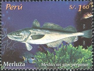 South Pacific Hake (Merluccius gayi peruanus)
