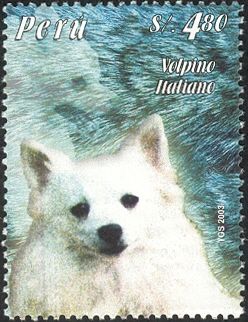 Volpino Italiano (Canis lupus familiaris)