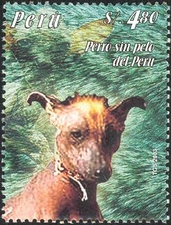 Peruvian Hairless Dog (Canis lupus familiaris)