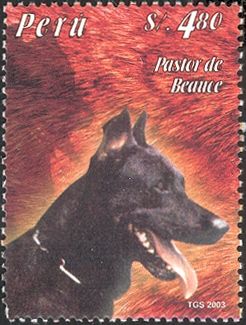Beauceron (Canis lupus familiaris)
