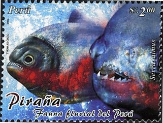 Piranha (Serrasalmus sp.)
