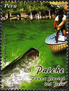 Arapaima (Arapaima gigas)