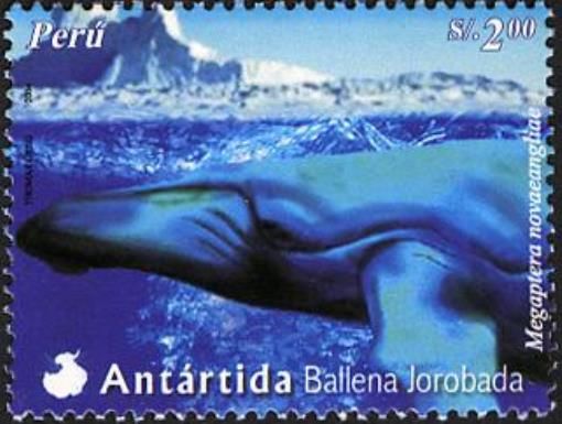 Humpback Whale (Megaptera novaeangliae)