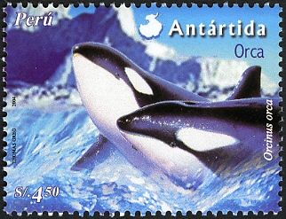 Killer Whale (Orcinus orca)