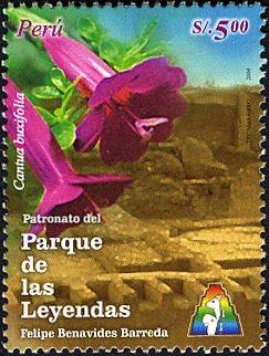 Flower (Cantia buxifolia), Archeological Site