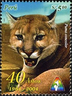 Puma (Puma concolor)