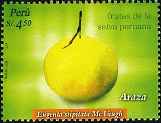 Eugenia stipitata
