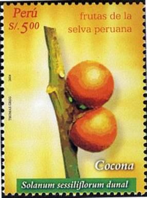 Cocona (Solanum sessiliflorum dunal)