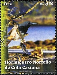 Northern Chestnut-tailed Antbird (Myrmeciza castanea)