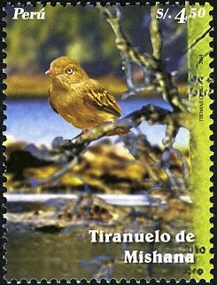 Mishana Tyrannulet (Zimmerius villarejoi)