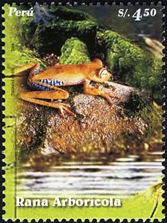 Blue-flanked treefrog (Hypsiboas calcaratus)