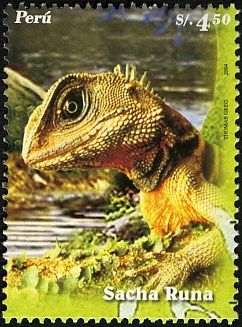Green Iguana (Iguana iguana)